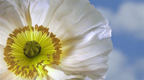 poppy, White, Flowers Wallpapers HD / Desktop and Mobile Backgrounds