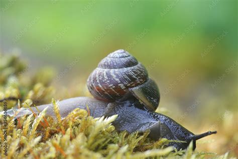 Arianta Arbustorum A Land Snail Known As The Copse Snail A