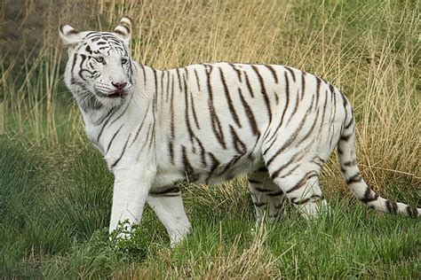 Female White Tiger In Captivity Elegance Nature Wildcat Photo ...