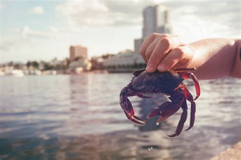 All About Crabbing In Texas What You Need To Know