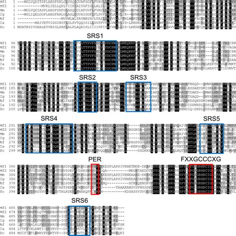 itraconazole resistance  madurella fahalii linked   distinct