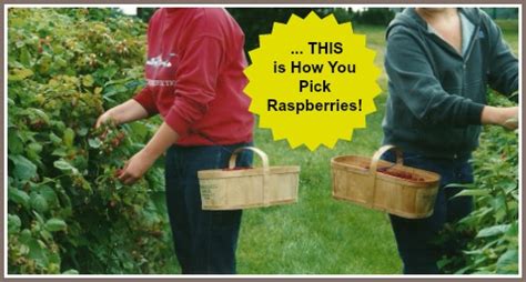 Picking Raspberries - Simple Tips for How to Harvest Raspberries