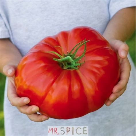 Sementes De Tomate Gaucho Super Marmande Para Vasos E Horta R 23 45