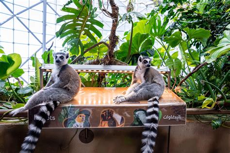 Green Planet Dubai Guide A Fascinating Rainforest Adventure