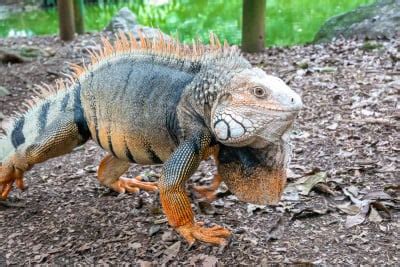 Meet the MiniDinosaurs The Fascinating World of Pet Reptiles - Pets Pulse