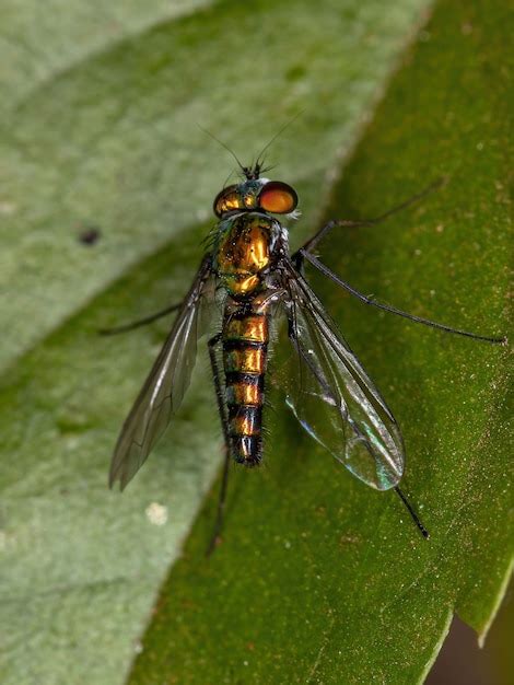 Mosca De Patas Largas Adulta De La Familia Dolichopodidae Foto Premium