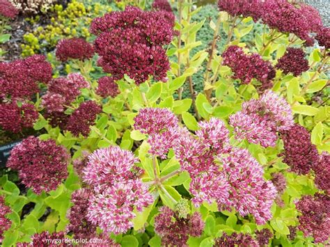 Tips For Growing Sedum Plant And Care Guide For Stonecrop