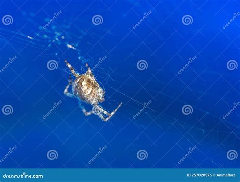 Big garden spider in a web stock photo. Image of fear - 257028576