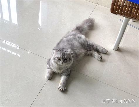 美短返祖长毛猫有人买吗 知乎