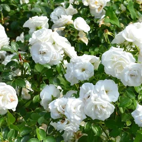 Prosperity Rose Bushes For Sale UK Grown Plants Ashridge