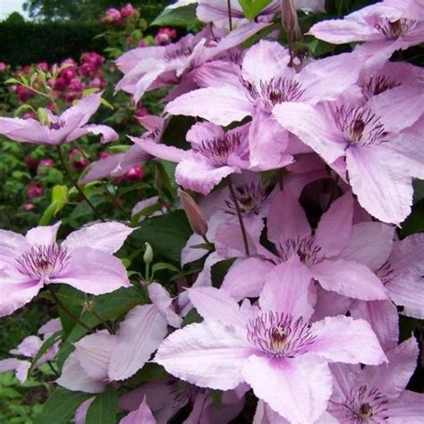 Multi Varieties Climbing Clematis Bulb 1 Pc Pack Urbangardenseed