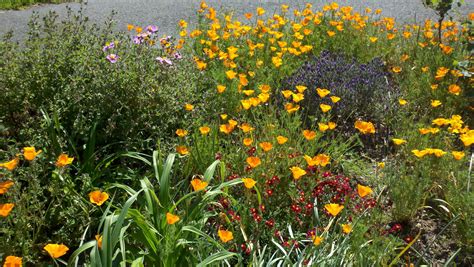 Front garden in bloom April 2012 - CA poppies, lavender, rockrose