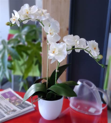 Plante Artificielle Phalaenopsis Cr Me Mica Vente En Ligne Au