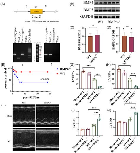 Knockout Of BMP6 Exacerbates Cardiac Failure After Myocardial