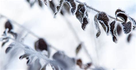 frozen tree leaves  stock photo
