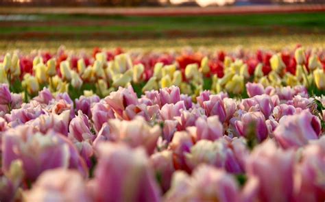 The Willamette Valley In Bloom Top Wildflower Viewing Spots