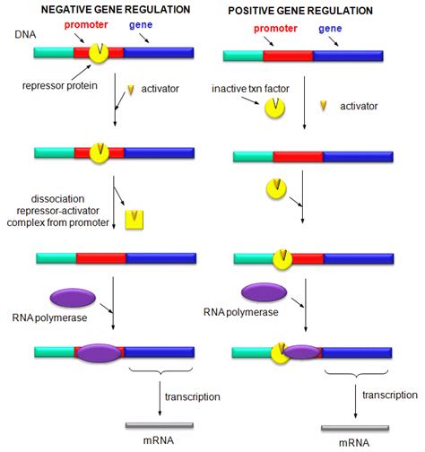 D1 Introduction To Transcription Biology Libretexts