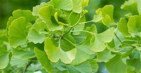 Qué Es Y Para Qué Sirve El Ginkgo Biloba Esta Planta Medicinal Puede Mejorar Tu Salud Y Bienestar