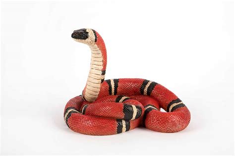 Coral Snake - Hamac Trading