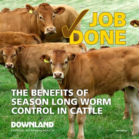 The Benefits Of Season Long Worm Control In Cattle Murray Direct