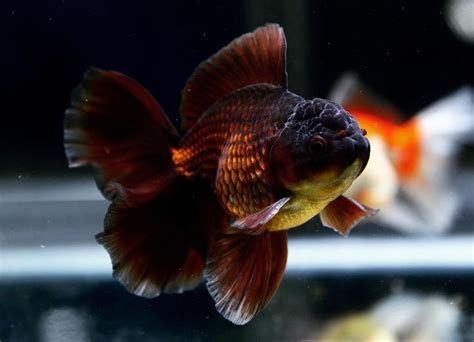 AQUA ARTIST on Instagram: “Black rose tail oranda #goldfishkeeper # ...