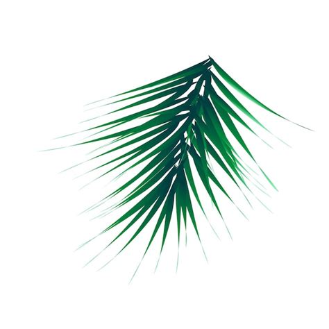 Premium Vector Green Lush Spruce Branch Fir Branches Vector