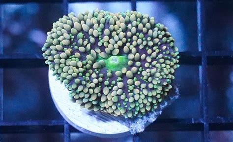 Mushroom Coral Ricordea Yuma Green And Pink Caribbean Size Frag