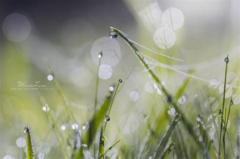 Wallpaper Morning Autumn Light Macro Green Nature Grass