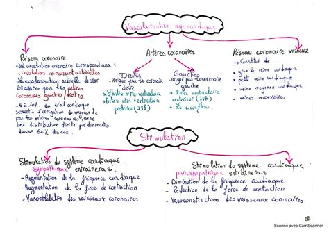 Solution Anatomie Et Physiologie De L Appareil Cardiovasculaire