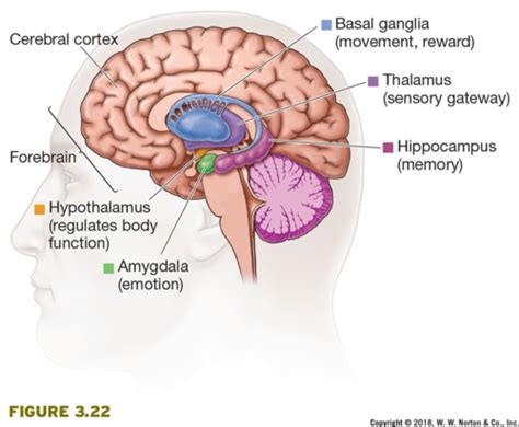 Psychology Exam Review Flashcards Quizlet