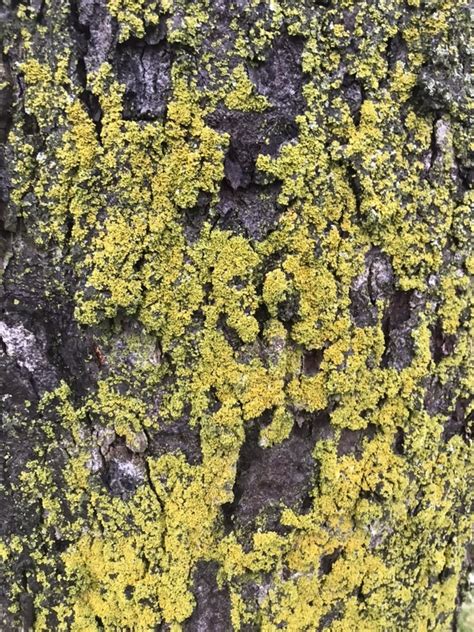 Candleflame Lichen Fungi Of Pinery Provincial Park BioDiversity4All