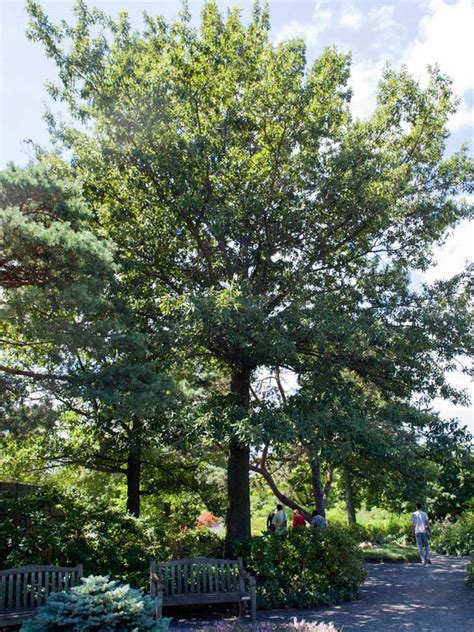 Shingle Oak Chicago Botanic Garden