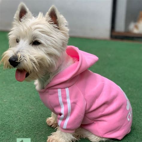 Roupa Para Cachorro Moletom Capuz Rosa Tam G Leroy Merlin