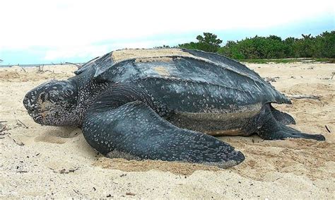 Tortuga Laud Características Qué Come Dónde Vive