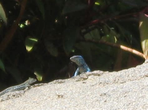 Aruban Whiptail Lizard Project Noah