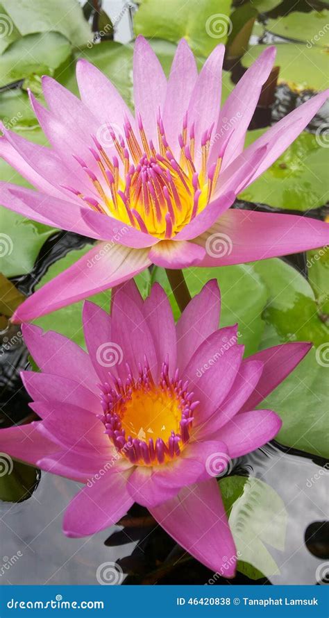 Two Lotus Flower Stock Photo Image Of Intended Marinated 46420838