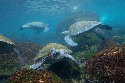 Celebrating World Sea Turtle Day And Reaffirming Our Commitment To