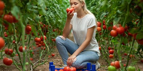 How To Take Care Of Tomato Plants Garden Gate Magazine