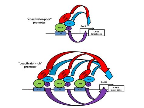 P300 Histone Acetylation