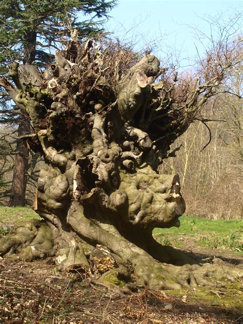 Ugly Tree Seen Out Walking In Mulgrve Woods A Lovely Sprin Flickr