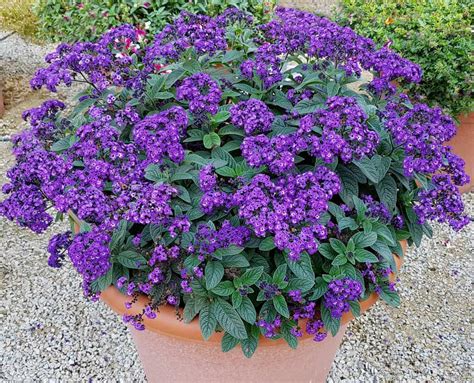 Гелиотроп Марина Фото – Telegraph