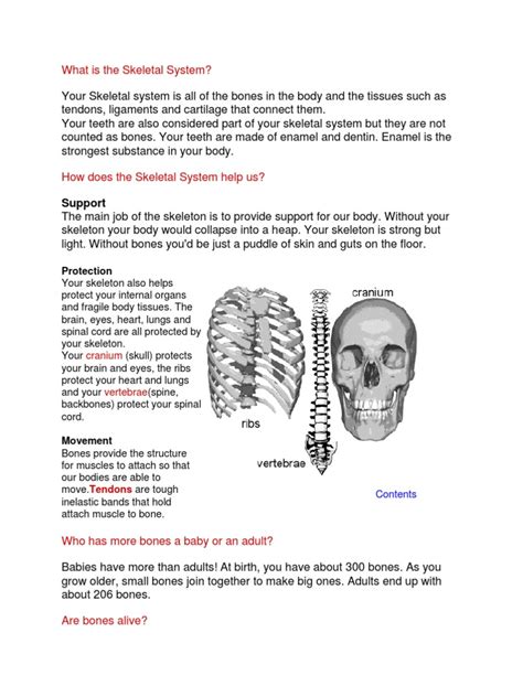 Skeletal System | Skeleton | Osteoporosis