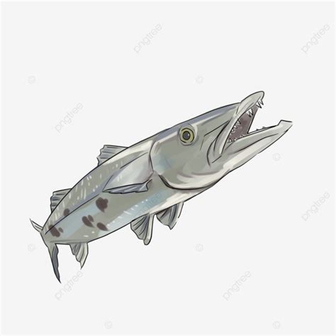 Barracuda Fish Drawing Barracuda Fish Water Png Transparent Clipart