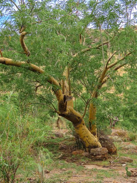 Euphorbia tanquahuete from Rincón de Romos Ags México on August 1