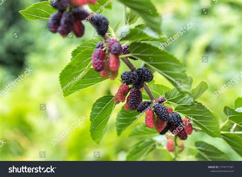 15,014 Black mulberry tree Images, Stock Photos & Vectors | Shutterstock