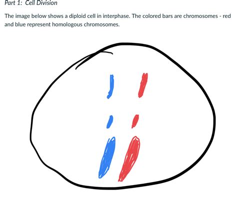 Solved Part 1: Cell DivisionThe image below shows a diploid | Chegg.com