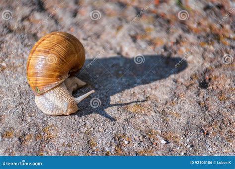 Snail Moving Slowly On The Rock Stock Photo Image Of Environment