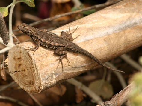 Small Lizard Free Stock Photo Public Domain Pictures