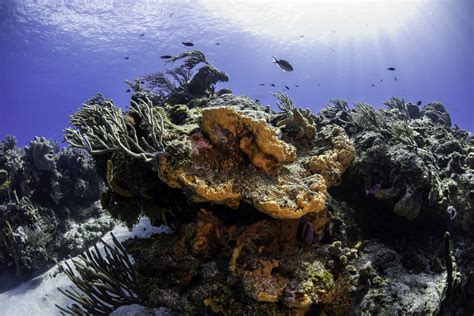 Introducir 76+ imagen cozumel national coral reef marine park - Abzlocal.mx