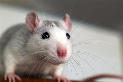 8 Surprising Facts About Rats Pointe Pest Control Chicago